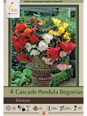 Begonia Cascade Pendula Mixture 4PK