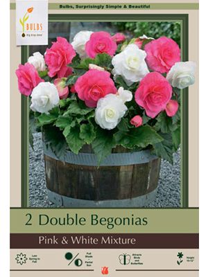 Begonia Double Pink & White Mix 2PK