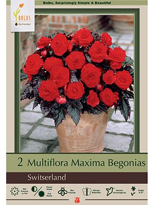 Begonia Multiflora Maxima Switserland 2PK