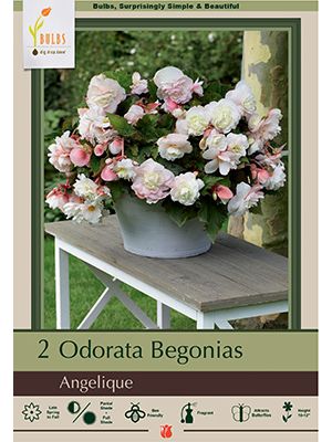 Begonia Odorata Angelique 2PK