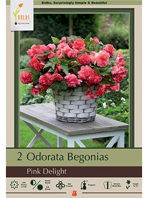 Begonia Odorata Pink Delight 2PK