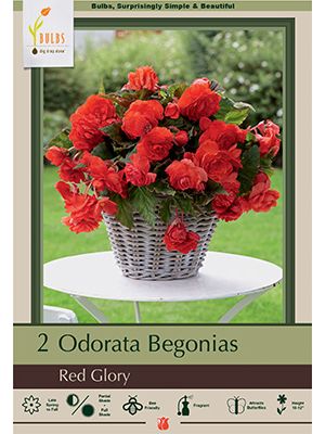 Begonia Odorata Red Glory 2PK
