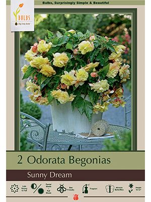 Begonia Odorata Sunny Dream 2PK