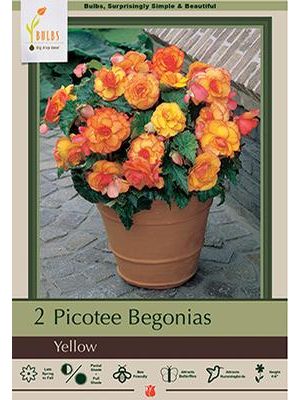Begonia Picotee Yellow 2PK