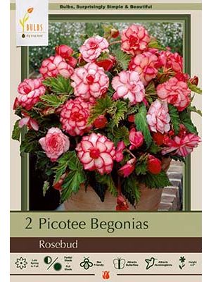 Begonia Picotee Rosebud 2PK