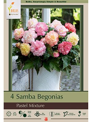 Begonia Samba Pastel Mixture 4PK