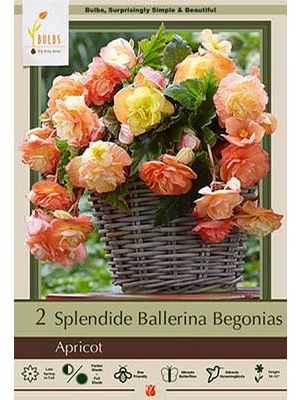 Begonia Splendide Ballerina Apricot 2PK