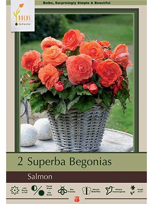 Begonia Superba Salmon 2PK