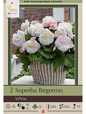 Begonia Superba White 2PK