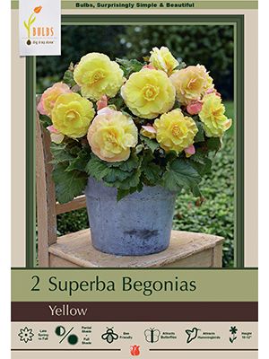 Begonia Superba Yellow2PK