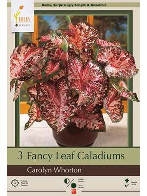 Caladium Carolyn Whorton 3PK