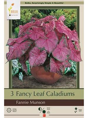 Caladium Fannie Munson 3PK