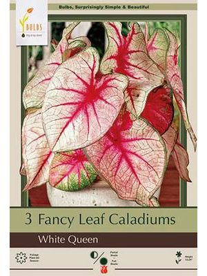 Caladium White Queen 3PK