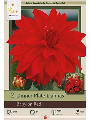 Dahlia Dinner Plate Babylon Red 2PK