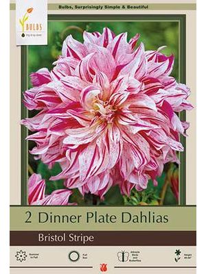 Dahlia Dinner Plate Bristol Stripe 2PK