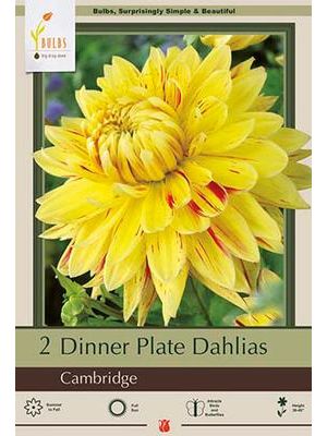 Dahlia Dinner Plate Cambridge 2PK