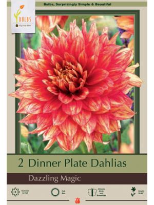 Dahlia Dinner Plate Dazzling Magic 2PK