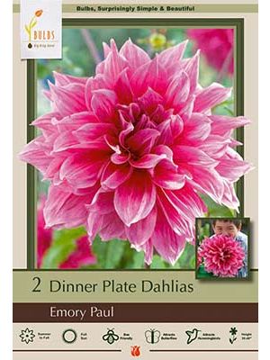 Dahlia Dinner Plate Emory Paul 2PK