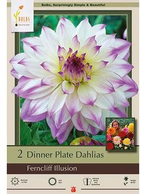 Dahlia Dinner Plate Ferncliff Illusion 2PK