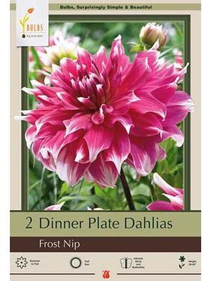 Dahlia Dinner Plate Frost Nip 2PK
