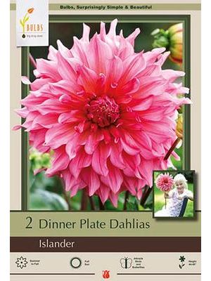 Dahlia Dinner Plate Islander 2PK