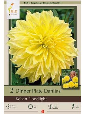 Dahlia Dinner Plate Kelvin Floodlight2PK
