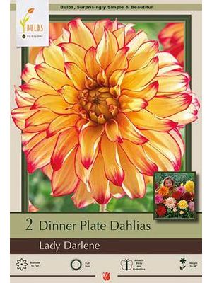 Dahlia Dinner Plate Lady Darlene 2PK