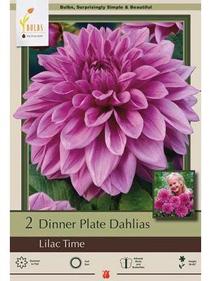 Dahlia Dinner Plate Lilac Time 2PK