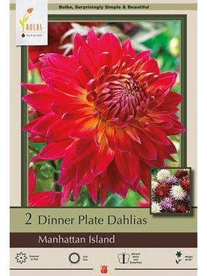 Dahlia Dinner Plate Manhattan Island 2PK