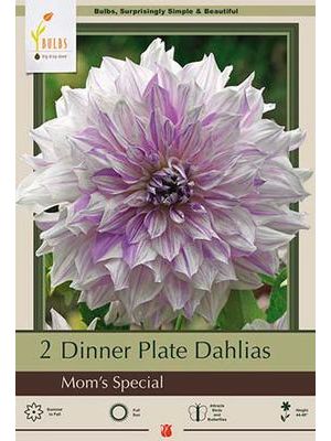 Dahlia Dinner Plate Mom's Special  2PK
