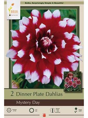 Dahlia Dinner Plate Mystery Day  2PK
