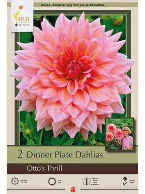 Dahlia Dinner Plate Ottos Thrill 2PK