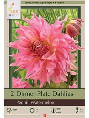 Dahlia Dinner Plate Penhill Watermelon 2PK