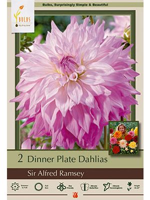 Dahlia Dinner Plate Sir Alfred Ramsey 2PK