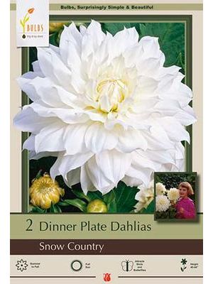 Dahlia Dinner Plate Snow Country 2PK