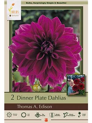 Dahlia Dinner Plate Thomas A Edsion 2PK