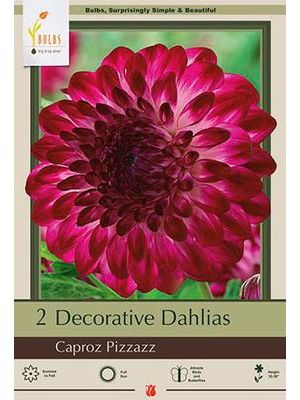 Dahlia Decorative Caproz Pizzazz 2PK
