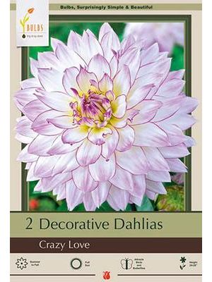 Dahlia Decorative Crazy Love 2PK