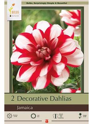 Dahlia Decorative Jamaica 2PK