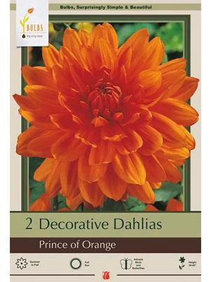 Dahlia Decorative Prince Orange2PK