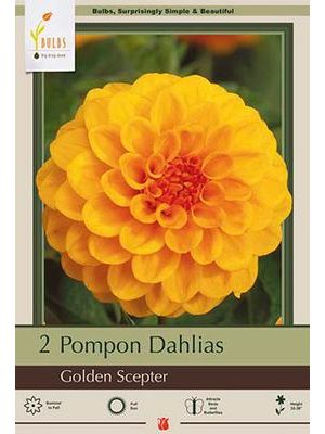 Dahlia Pompon Golden Scepter 2PK