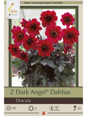 Dahlia Dark Angel  Dracula  2PK