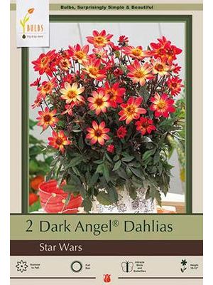 Dahlia Dark Angel Star Wars 2PK
