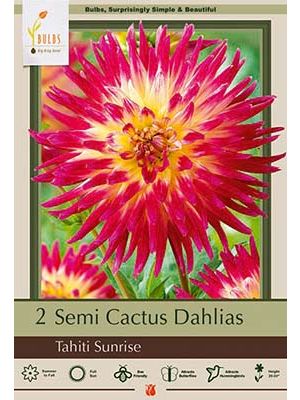 Dahlia Semi Cactus Tahiti Sunrise 2PK