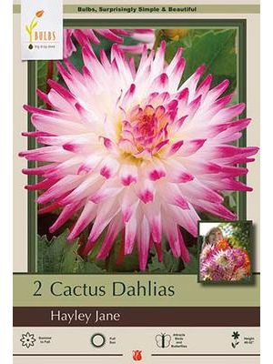 Dahlia Cactus Hayley Jane 2PK