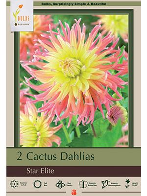 Dahlia Cactus Star Elite 2PK
