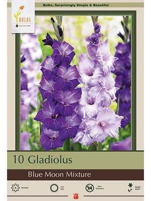 Gladiolus Blue Moon Mix 10PK