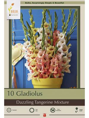 Gladiolus Dazzling Tangerine 10PK
