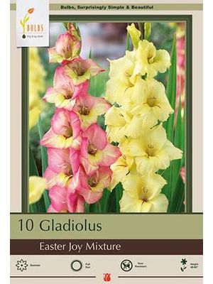 Gladiolus Easter Joy Mixture 10PK