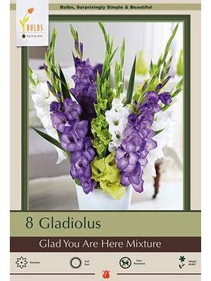 Gladiolus Glad You Here Mixture 8PK